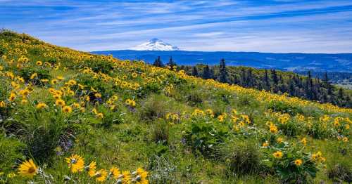 A vibrant field of yellow flowers in the foreground with a snow-capped mountain and blue sky in the background.