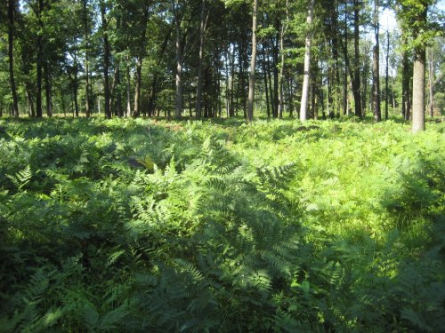 Lush green ferns cover the forest floor, surrounded by tall trees in a sunlit woodland setting.