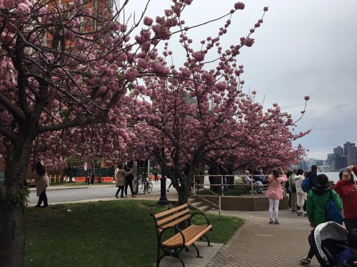 Cherry blossom trees in full bloom line a walkway, with people enjoying the scenery and a bench nearby.