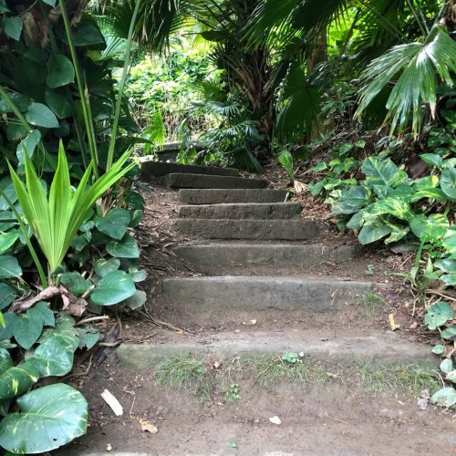 Stone steps lead up through lush greenery in a tropical setting.