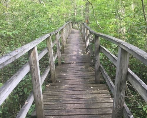 A wooden boardwalk winding through a lush green forest, surrounded by trees and foliage.