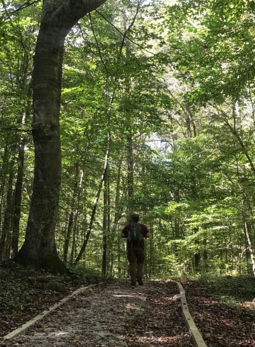 A person walks along a wooded path surrounded by tall trees and lush green foliage.