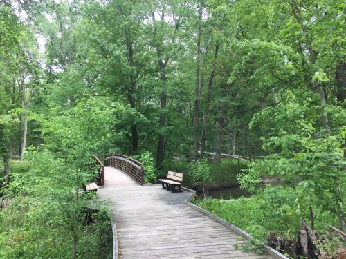 A wooden bridge winds through a lush green forest, with benches on either side and trees surrounding the path.
