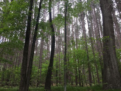 A dense forest with tall trees and vibrant green leaves, creating a serene and natural atmosphere.
