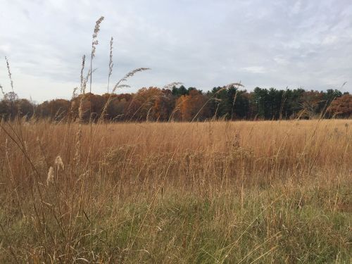 A grassy field with tall golden grasses, surrounded by trees displaying autumn colors under a cloudy sky.