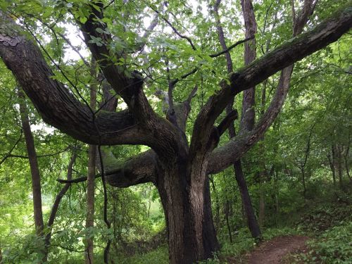 A large, gnarled tree with multiple branches surrounded by lush green foliage in a wooded area.