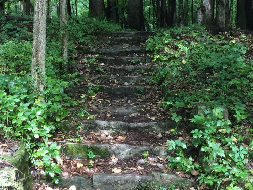 Stone steps lead through a lush, green forest, surrounded by trees and foliage.