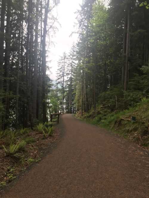 A winding dirt path through a lush green forest, flanked by tall trees and ferns, leading towards a lake in the distance.