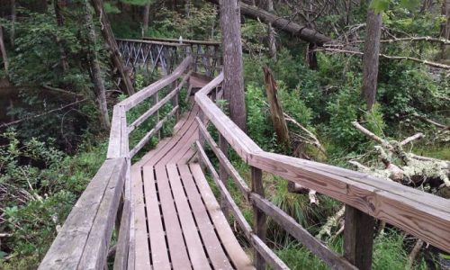 A wooden boardwalk winds through a lush, green forest with trees and underbrush surrounding it.
