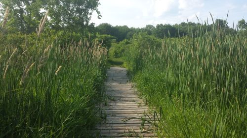 A wooden pathway surrounded by tall grass and reeds, leading into a lush green landscape under a clear sky.