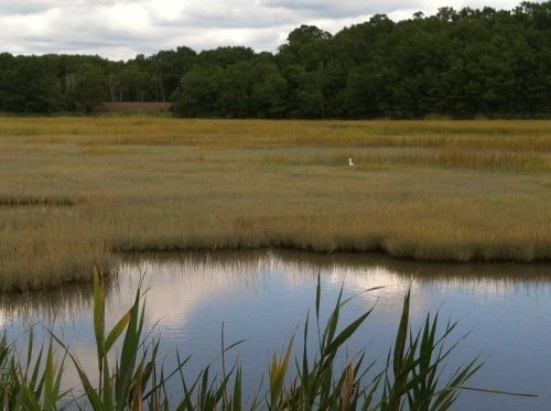 A serene wetland scene with tall grasses, a calm water body, and trees in the background under a cloudy sky.