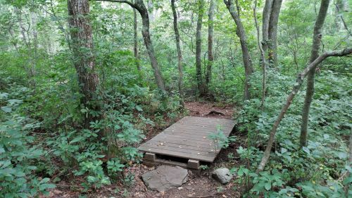 A wooden bridge over a small path surrounded by dense green foliage and trees in a forested area.