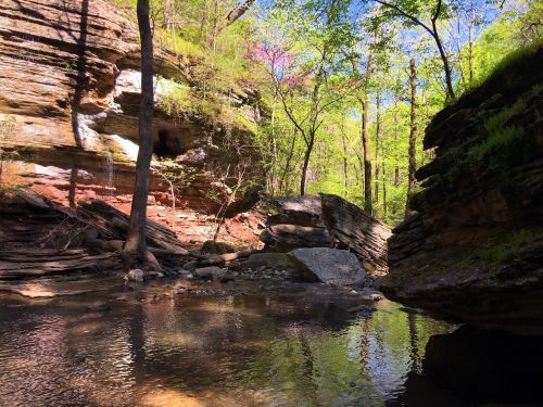 A serene forest scene with a rocky creek, lush green trees, and colorful rock formations under a clear blue sky.