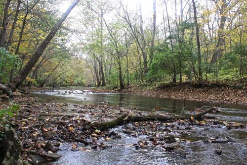 A serene river flows through a forest, surrounded by trees and scattered autumn leaves.
