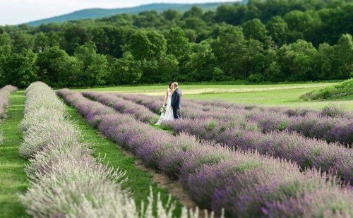 A couple in wedding attire walks hand in hand through a lavender field, surrounded by lush greenery and mountains.
