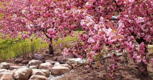 Blossoming pink cherry trees frame a rocky path in a vibrant spring landscape.