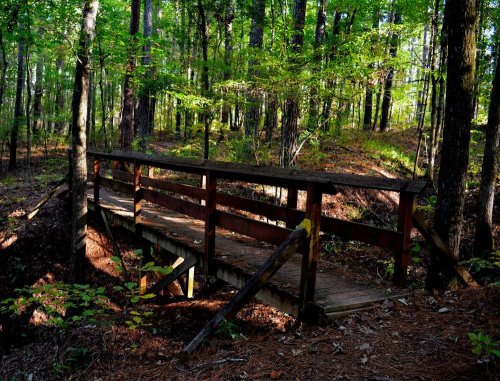 A wooden bridge spans a small ravine in a lush, green forest with tall trees and dappled sunlight.