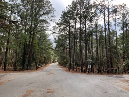 A quiet road splits between tall pine trees, leading into a wooded area under a cloudy sky.