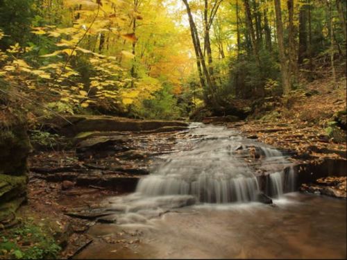 A serene forest scene with a gentle stream flowing over rocks, surrounded by vibrant autumn foliage.