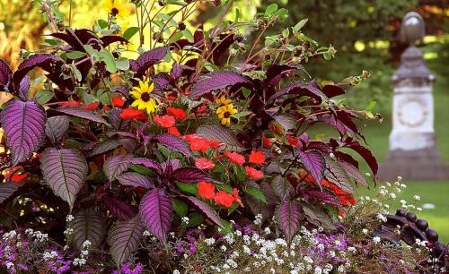 A vibrant garden display featuring purple leaves, red and yellow flowers, and a blurred statue in the background.
