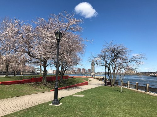 A scenic waterfront path lined with cherry blossom trees, a lamp post, and a distant tower under a clear blue sky.