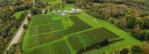 Aerial view of a lush vineyard with rows of grapevines, surrounded by trees and a farmhouse in the distance.