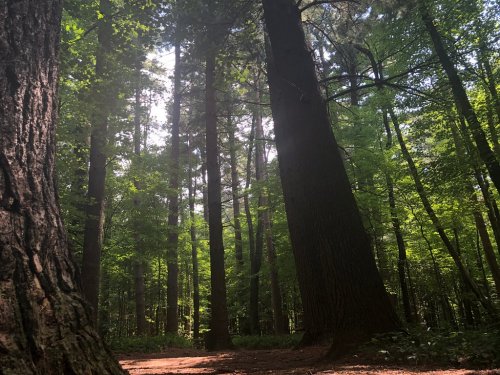 Sunlight filters through tall trees in a lush green forest, creating a serene and peaceful atmosphere.