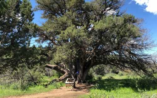 A large tree with sprawling branches stands in a green field under a blue sky, with a person sitting nearby.