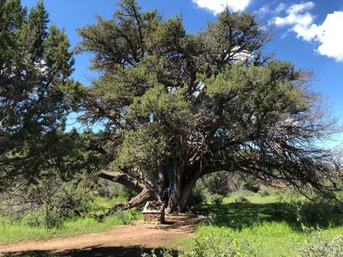 A large tree with sprawling branches stands in a green field under a blue sky with scattered clouds.