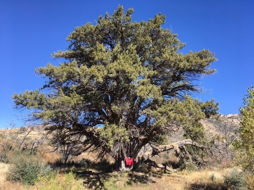 A large tree stands in a grassy area under a clear blue sky, with a person in red clothing standing near its trunk.