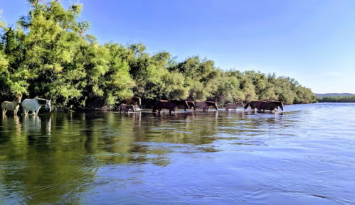 A group of cows wades through a calm river, surrounded by lush greenery and a clear blue sky.