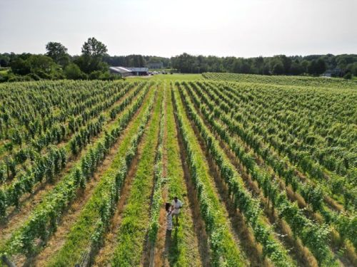 Aerial view of a couple walking through a lush vineyard with rows of grapevines stretching into the distance.