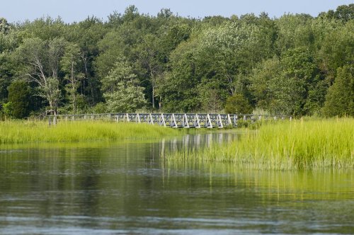 A serene landscape featuring a wooden bridge over a calm river, surrounded by lush green trees and tall grasses.