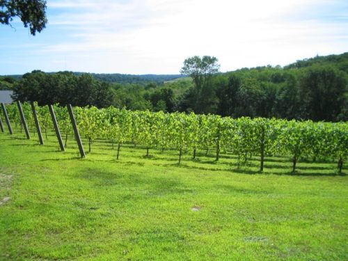 A lush vineyard with rows of grapevines on a sunny day, surrounded by green hills and a clear blue sky.