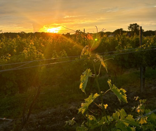 A vineyard at sunset, with sun rays shining through green grape leaves and rows of vines in the background.
