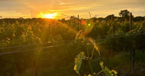 A sunlit vineyard at sunset, with vibrant green vines in the foreground and a golden sky in the background.