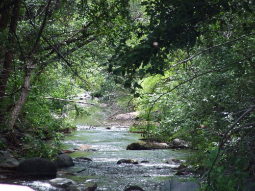 A serene river flows through a lush, green forest, surrounded by trees and rocks.
