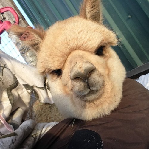 A close-up of a fluffy, light-colored alpaca's face, looking curiously at the camera.