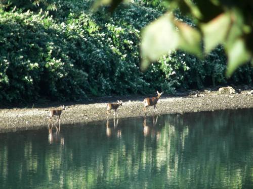 Three deer stand by a calm riverbank, surrounded by lush greenery and reflected in the water.