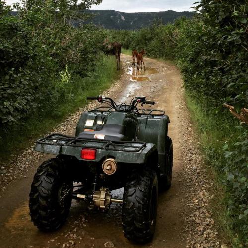 An ATV on a dirt path with two deer in the background near a puddle, surrounded by greenery.