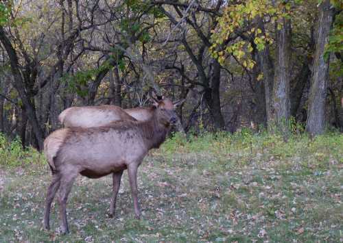 Two elk stand in a grassy area surrounded by trees with autumn foliage.