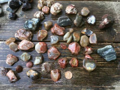 A variety of colorful polished stones scattered on a wooden surface, with a penny for scale.