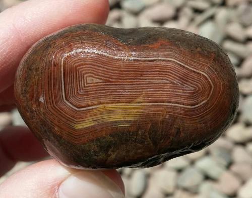 A hand holding a smooth, oval stone with concentric, layered patterns in shades of brown and yellow.