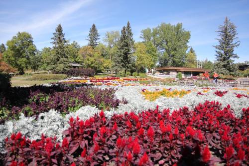 A vibrant garden filled with colorful flowers and greenery under a clear blue sky.