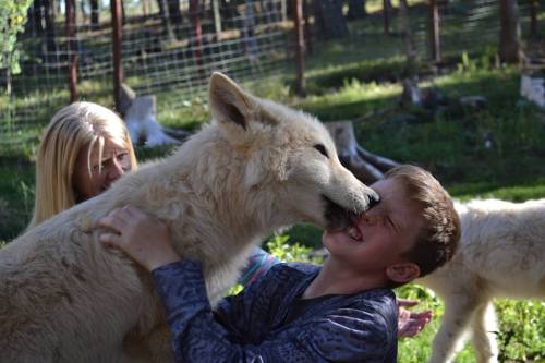 A boy laughs as a large white wolf playfully licks his face, with a girl in the background enjoying the moment.
