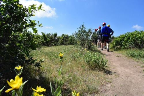 A group of hikers walking along a dirt path surrounded by green shrubs and yellow wildflowers under a blue sky.
