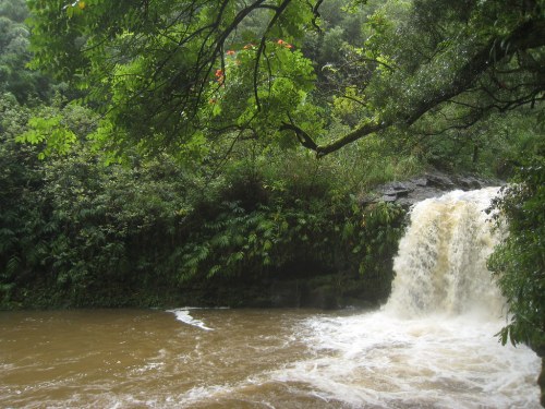 A waterfall cascades into a muddy river, surrounded by lush green foliage and trees in a tropical setting.