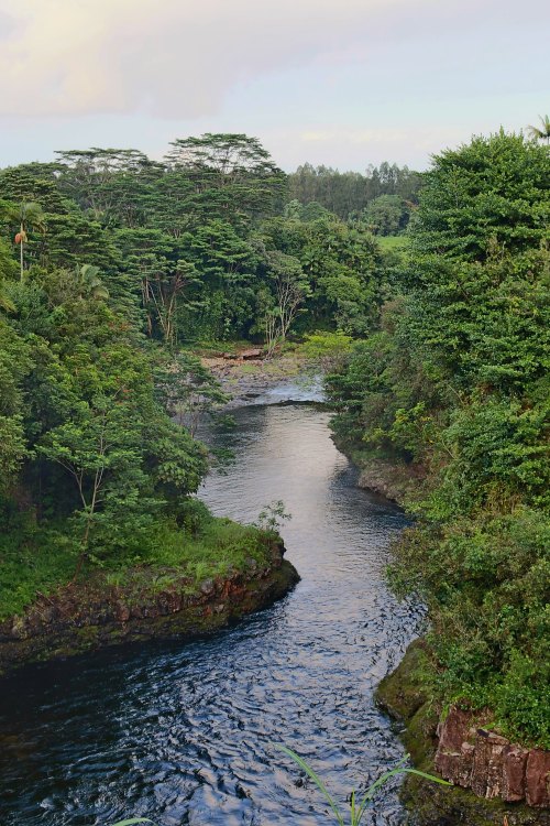 Lush green trees line a winding river, reflecting the serene beauty of nature in a tranquil landscape.