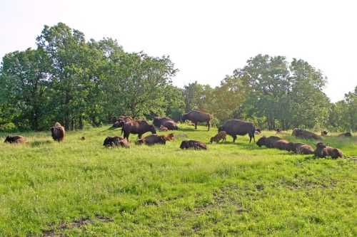 A herd of bison grazing and resting in a lush green field under a bright sky.