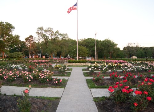 A rose garden with a pathway leading to a flagpole, surrounded by blooming roses and trees in the background.